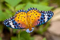 Indian Fritillary Argyreus hyperbius hyperbius