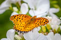 Indian Fritillary Argynnis hyperbius hyperbius