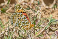 Indian Fritillary Argyreus hyperbius hyperbius