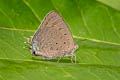 Indian Oakblue Arhopala atrax (Dark Broken-band Oakblue)