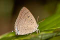 Indian Oakblue Arhopala atrax (Dark Broken-band Oakblue)