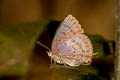 Indian Oakblue Arhopala atrax (Dark Broken-band Oakblue)