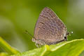 Indian Oakblue Arhopala atrax (Dark Broken-band Oakblue)