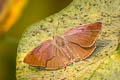 Indian Oakblue Arhopala atrax (Dark Broken-band Oakblue)