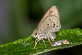 Indian Palm Bob Suastus gremius gremius