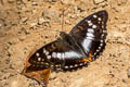 Indian Purple Emperor Mimathyma ambica miranda