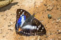 Indian Purple Emperor Mimathyma ambica miranda