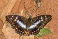 Indian Purple Emperor Mimathyma ambica miranda