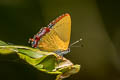 Indian Purple Sapphire Heliophorus indicus (Dark Sapphire)