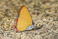 Indian Purple Sapphire Heliophorus indicus (Dark Sapphire)