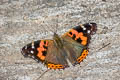 Indian Red Admiral Vanessa indica indica