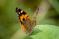 Indian Red Admiral Vanessa indica indica