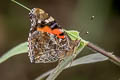 Indian Red Admiral Vanessa indica indica