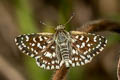 Spialia skipper