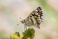 Indian Skipper Spialia galba chenga