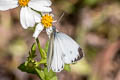 Indian White Pieris canidia canidia (Indian Cabbage White)