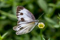 Indian White Pieris canidia canidia (Indian Cabbage White)