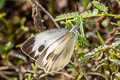 Indian White Pieris canidia canidia (Indian Cabbage White)