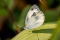 Indian White Pieris canidia canidia (Indian Cabbage White)