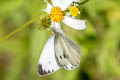 Indian White Pieris canidia canidia (Indian Cabbage White)
