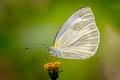 Indian White Pieris canidia canidia (Indian Cabbage White)