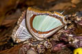 Indian Yellow Nawab Polyura jalysus jalysus (Yellow Nawab)