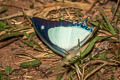 Indian Yellow Nawab Polyura jalysus jalysus (Yellow Nawab)