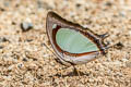 Indian Yellow Nawab Polyura jalysus jalysus (Yellow Nawab)