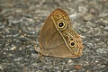 Intermediate Bushbrown Mycalesis intermedia