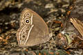 Intermediate Bushbrown Mycalesis intermedia