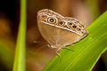 Intermediate Bushbrown Mycalesis intermedia