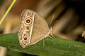 Intermediate Bushbrown Mycalesis intermedia