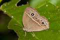 Intermediate Bushbrown Mycalesis intermedia