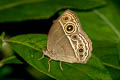 Intermediate Bushbrown Mycalesis intermedia