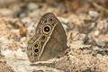 Intermediate Bushbrown Mycalesis intermedia