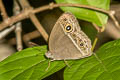 Intermediate Bushbrown Mycalesis intermedia