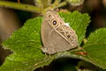 Intermediate Bushbrown Mycalesis intermedia