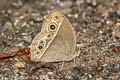 Intermediate Bushbrown Mycalesis intermedia