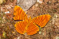 Intermediate Maplet Chersonesia intermedia rahrioides (Indian Red Maplet)