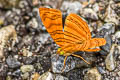 Intermediate Maplet Chersonesia intermedia intermedia