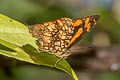 Intricate Jester Symbrenthia hypatia chersonesia