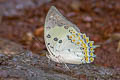 Jewelled Nawab Polyura delphis delphis