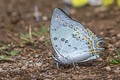 Jewelled Nawab Polyura delphis delphis