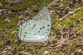 Jewelled Nawab Polyura delphis concha