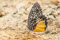 Jezebel Palmfly Elymnias vasudeva burmensis