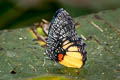 Jezebel Palmfly Elymnias vasudeva burmensis