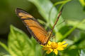 Julia Heliconian Dryas iulia moderata