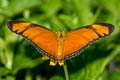 Julia Heliconian Dryas iulia moderata