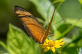 Julia Heliconian Dryas iulia moderata