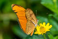 Julia Heliconian Dryas iulia moderata